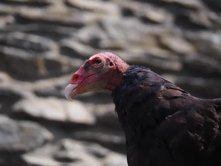 Roofvogelshow in Château de La Roche-en-Ardenne (België)